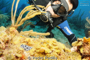 Nudibranch and Joel.  This photo was takes with my 10-17 ... by Pedro Padilla 